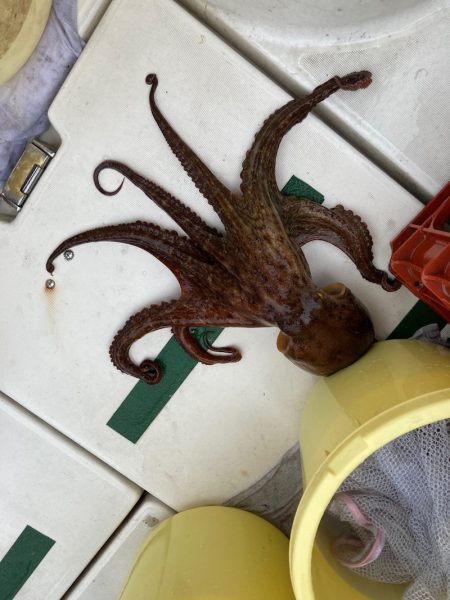 Ｖ−７ West 釣果