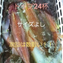 シーライオン 釣果