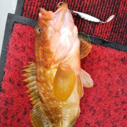 光生丸 釣果