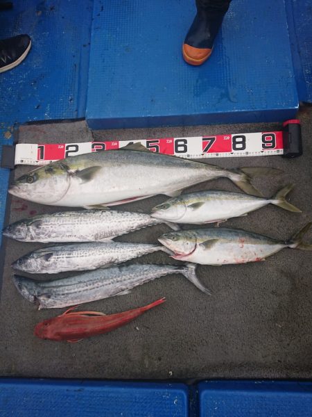 清和丸 釣果