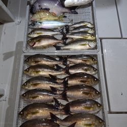 エンペラー 釣果