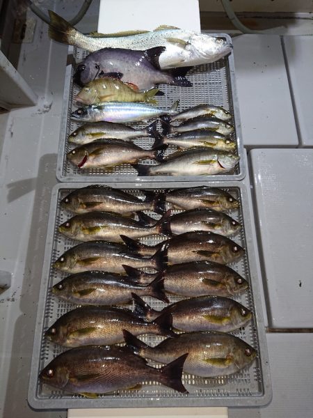 エンペラー 釣果