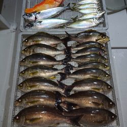 エンペラー 釣果