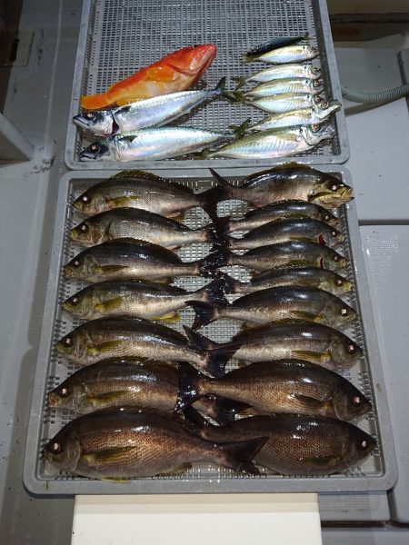 エンペラー 釣果