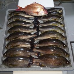 エンペラー 釣果