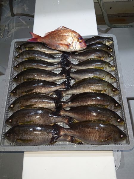 エンペラー 釣果