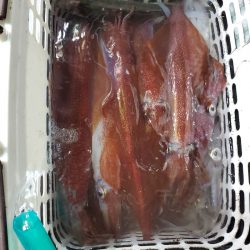 シーライオン 釣果