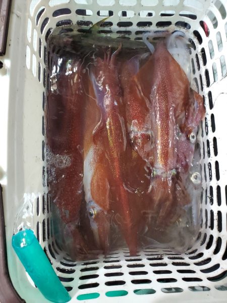 シーライオン 釣果