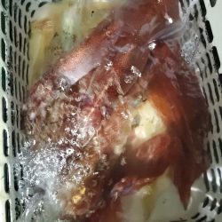 シーライオン 釣果