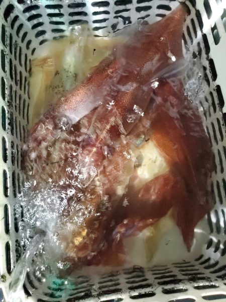 シーライオン 釣果