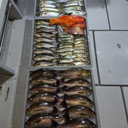 エンペラー 釣果