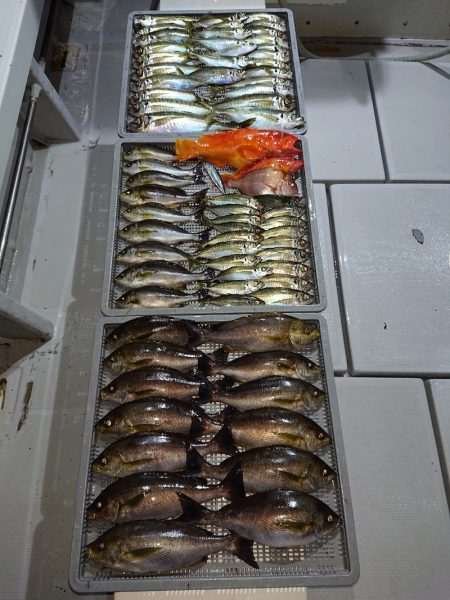 エンペラー 釣果