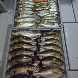 エンペラー 釣果