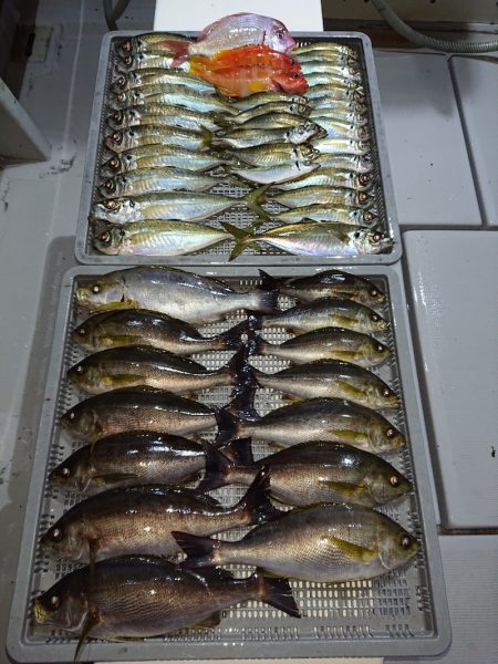 エンペラー 釣果