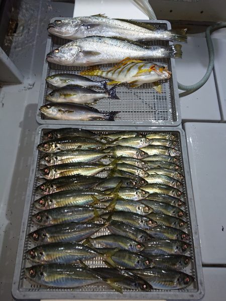 エンペラー 釣果