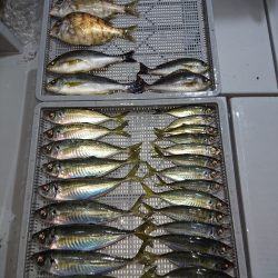 エンペラー 釣果