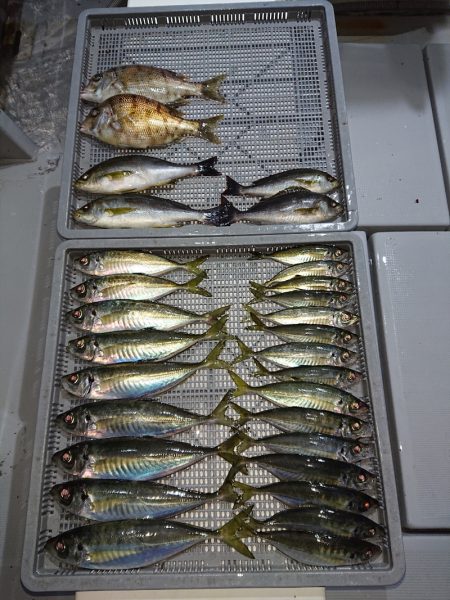 エンペラー 釣果