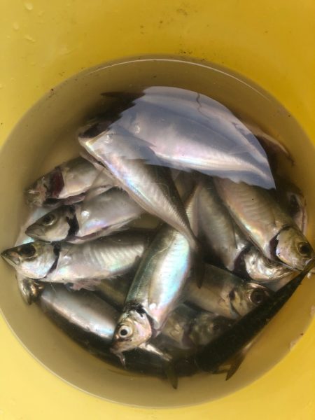 Ｖ−７ West 釣果