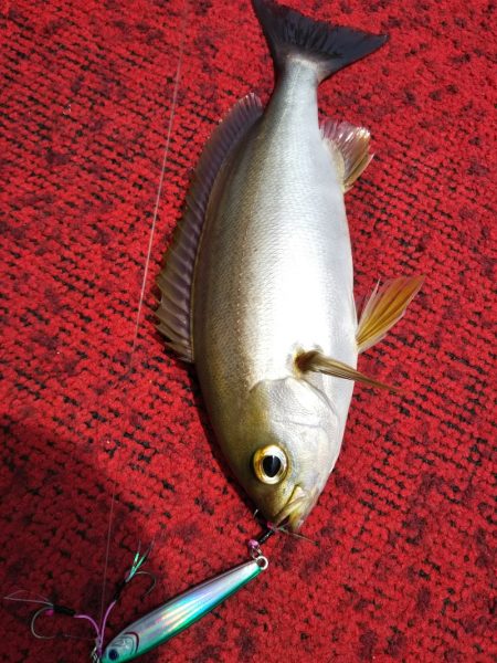 光生丸 釣果