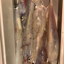 海龍丸（石川） 釣果