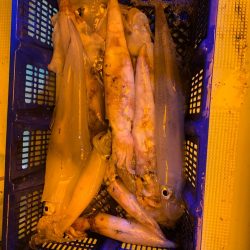 海龍丸（石川） 釣果