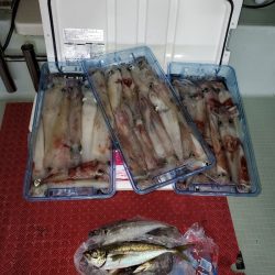 シーライオン 釣果