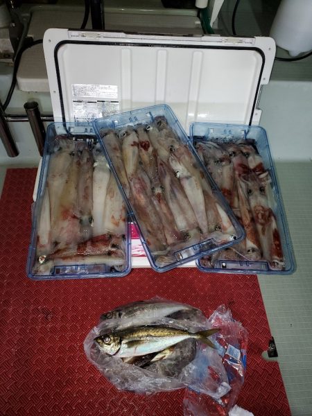 シーライオン 釣果