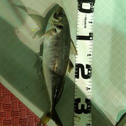 シーライオン 釣果