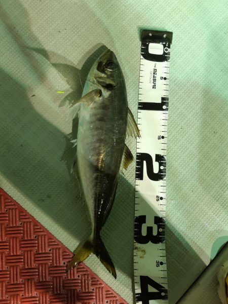 シーライオン 釣果