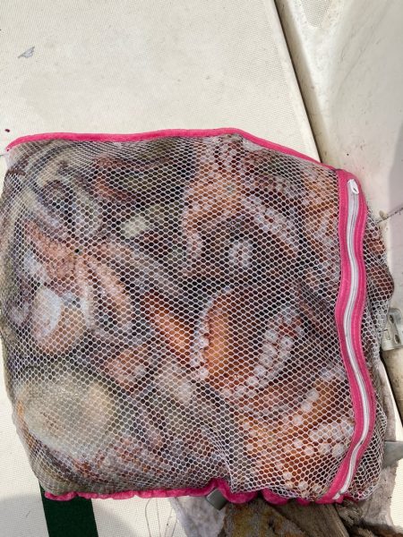 Ｖ−７ West 釣果