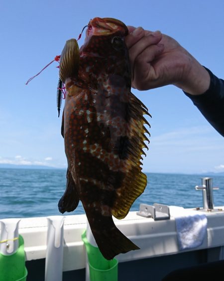 遊漁船 家入 釣果