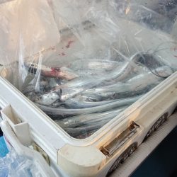 シースナイパー海龍 釣果