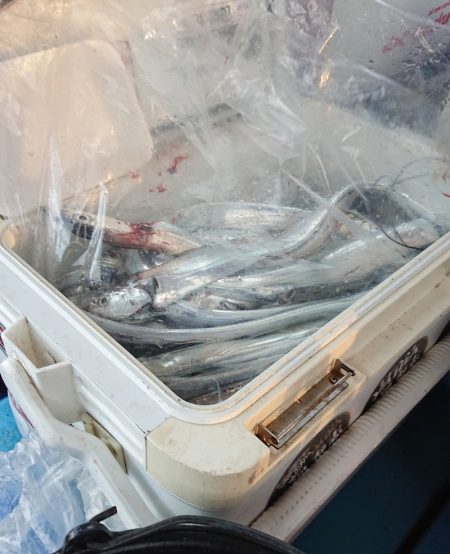 シースナイパー海龍 釣果