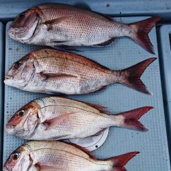 遊漁船 家入 釣果