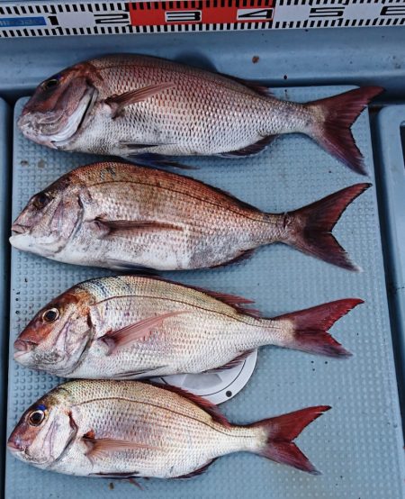 遊漁船 家入 釣果