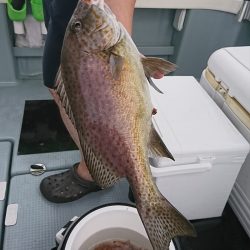 遊漁船 家入 釣果