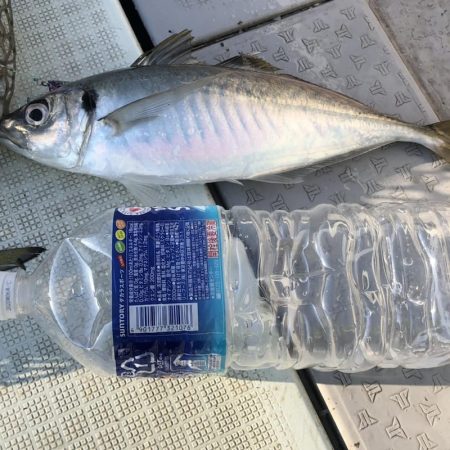 ブルースフィッシングサービス 釣果