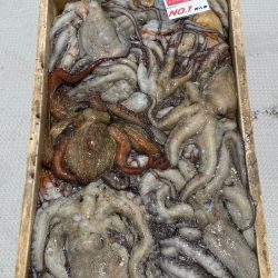 釣人家 釣果
