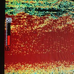 シースナイパー海龍 釣果