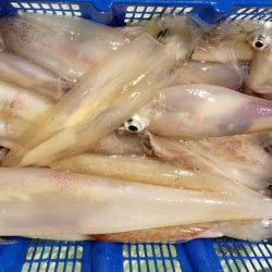 海龍丸（石川） 釣果