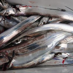 シースナイパー海龍 釣果