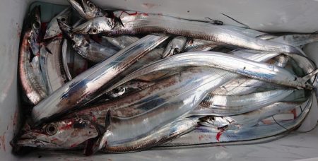 シースナイパー海龍 釣果