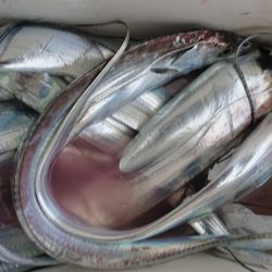 シースナイパー海龍 釣果