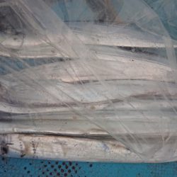 シースナイパー海龍 釣果