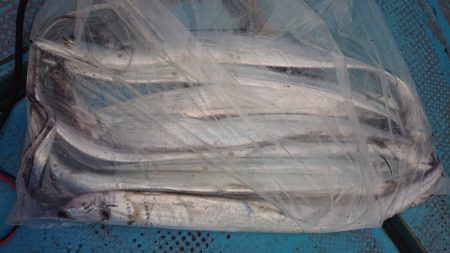 シースナイパー海龍 釣果