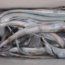 シースナイパー海龍 釣果