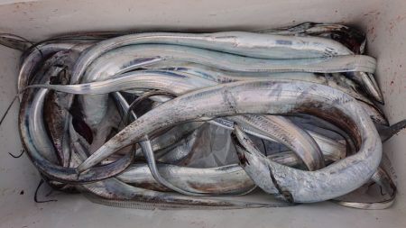 シースナイパー海龍 釣果