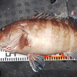 第二龍勢丸 釣果