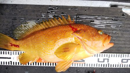 第二龍勢丸 釣果