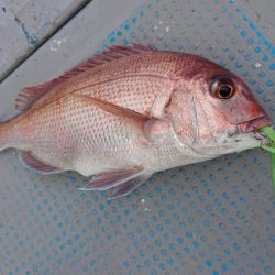 だて丸 釣果